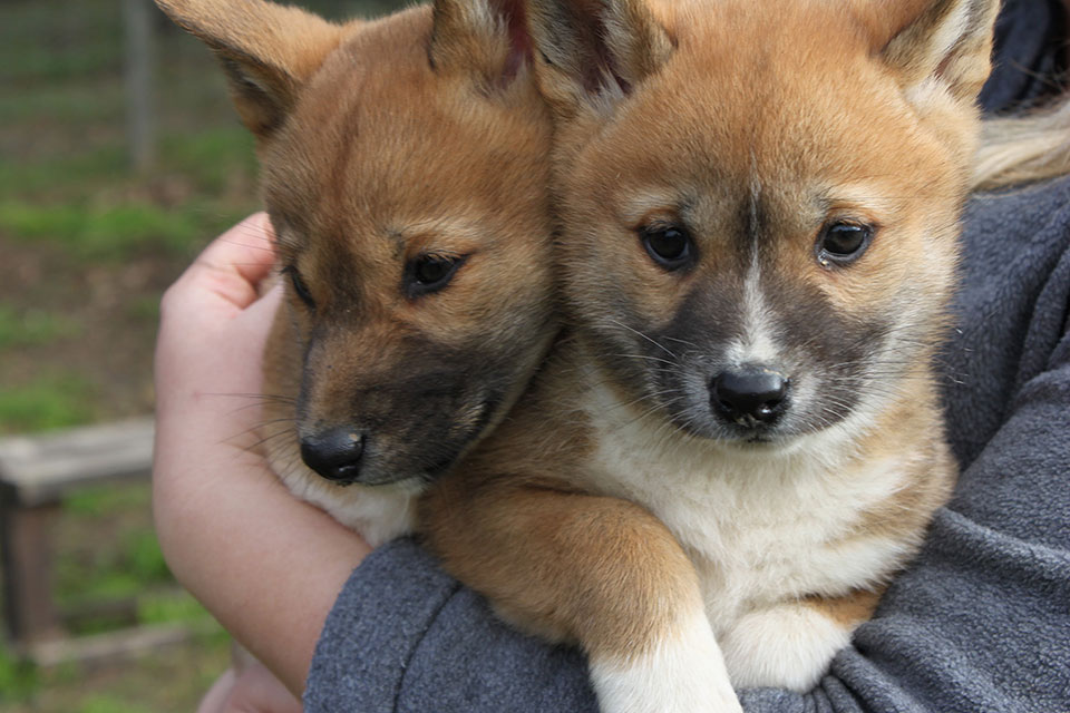 Two dingo puppies being held in someone's arms