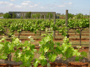 Grape vines in Witchmount winery