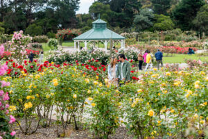 Adults walking in the Victoria State Rose Garden in Wyndham