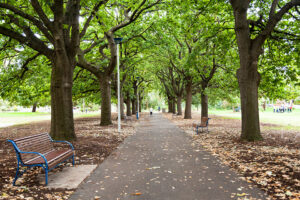 Tree lined path in Queens Park, Moonee Valley