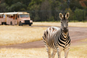Zebra and tourbus at Werribee Open Range Zoo