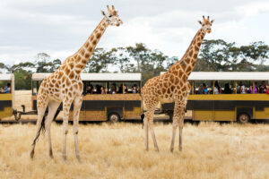 Giraffes and tour bus at Werribee Open Range Zoo