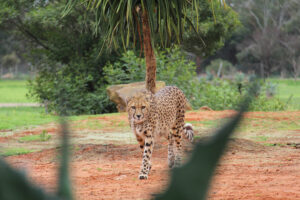 Cheetah at Werribee Open Range Zoo